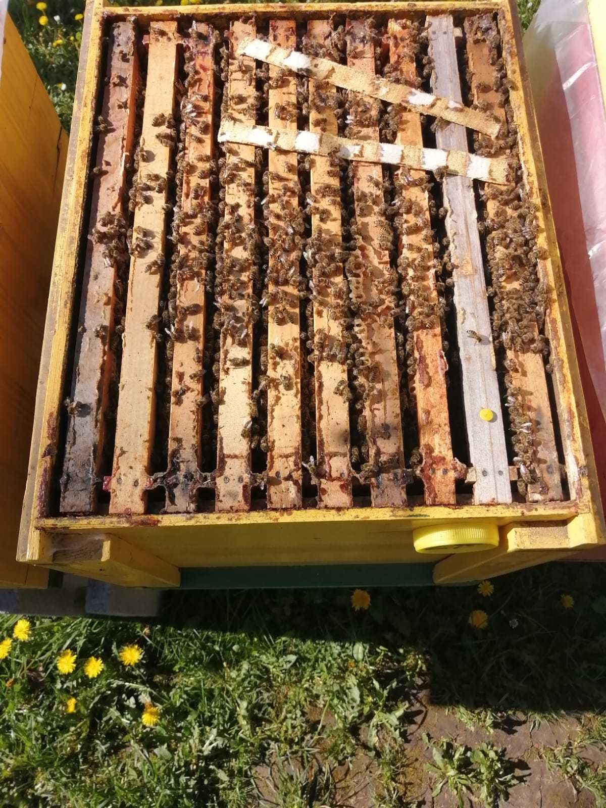 Vand 20 de familii de albine.
