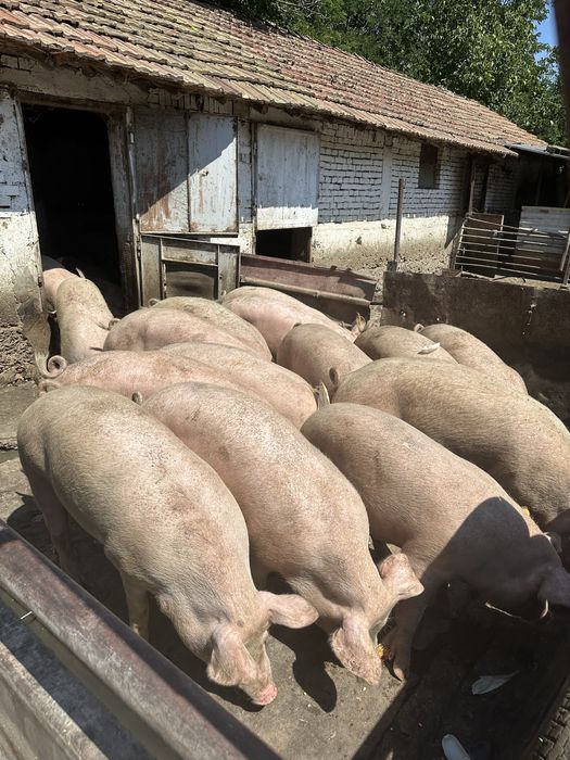 Угоени домашни прасета от 120-160 кг.