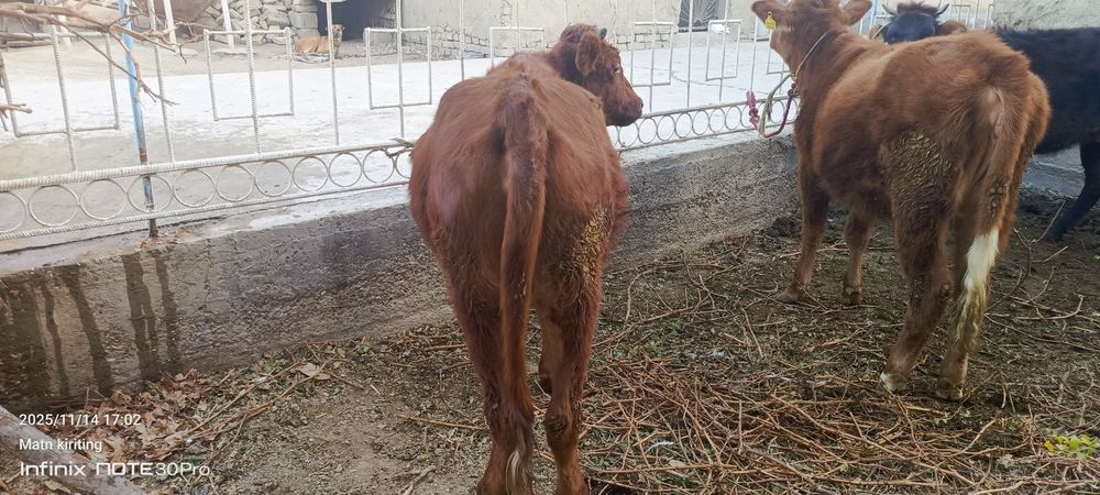 Ёш гуножинлар ва она бола сигир сотилади