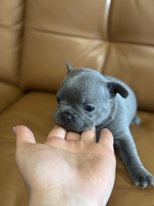 Френски булдог син ген