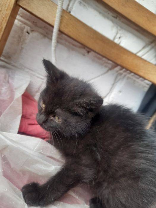Отдаем бесплатно 3 котят