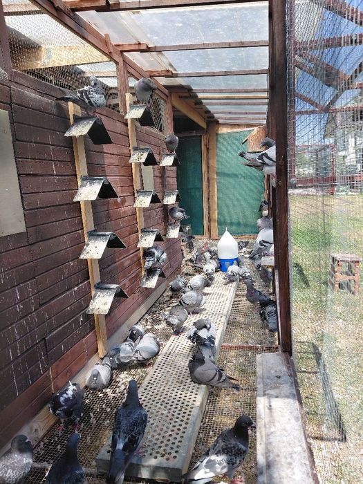 Vând porumbei-desființare crescatorie