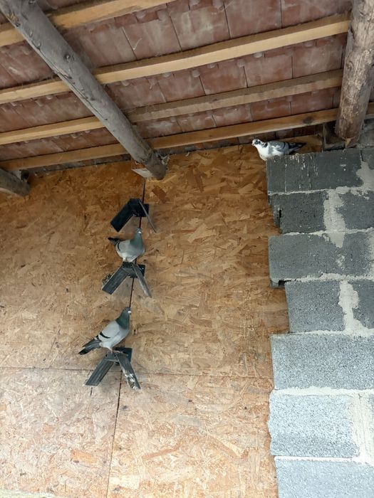 Vand porumbei sau schimb cu gaini