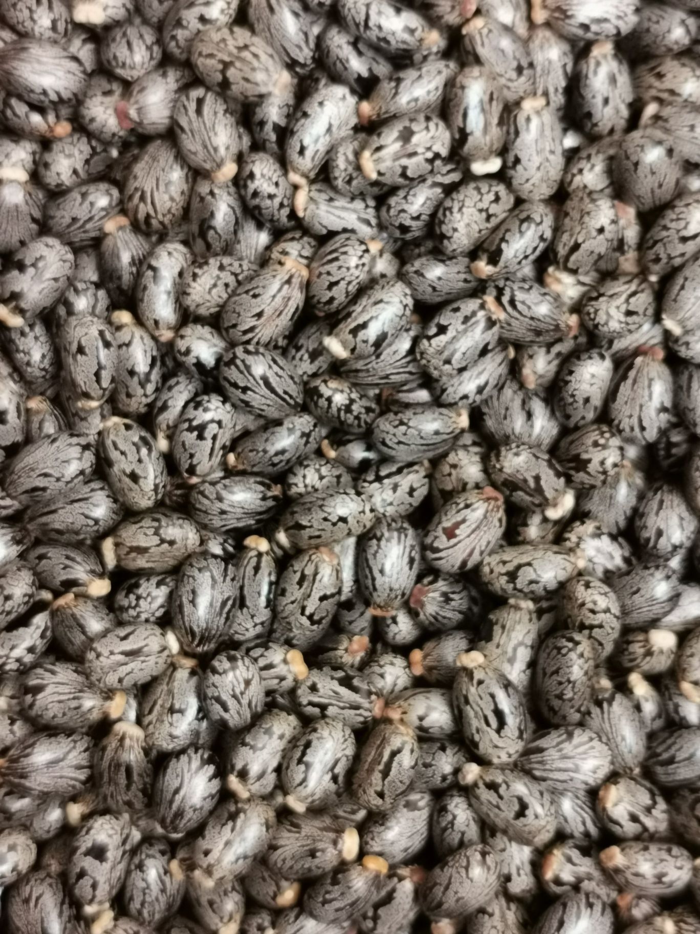 Ulei de ricin produs în România