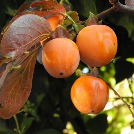 Kaki vanillia dulce