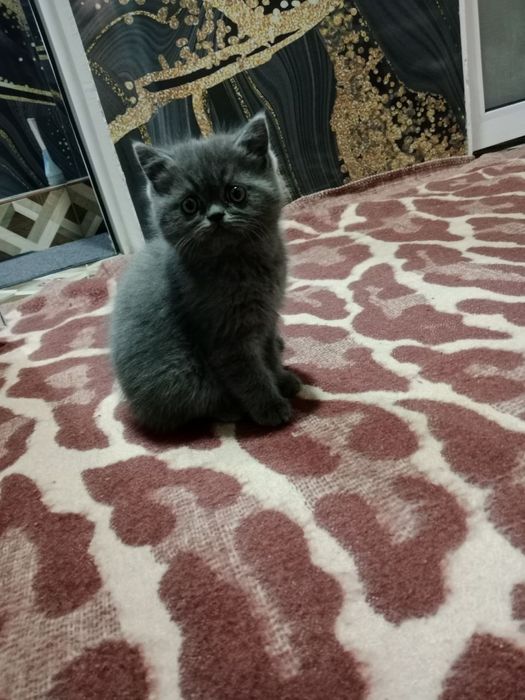 Продаётса катёнок мппсиоли ччччиль  ,ывапртттллдломчывамтллтиимммсчяча