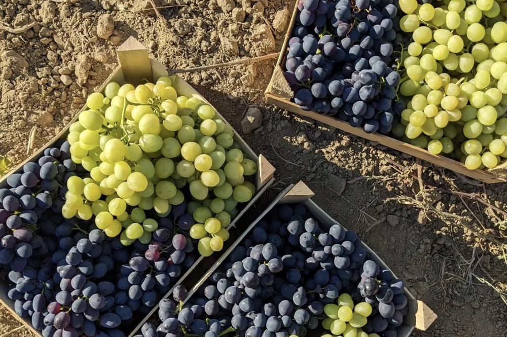 Struguri alb de suruceni si moldova