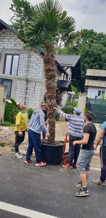 Palmieri trachicarpus fortunei 1.7m 2m 2.5m  4/5m