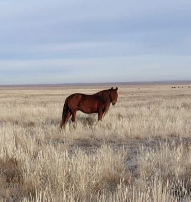 Продам жеребца (айғыр) 11лет.