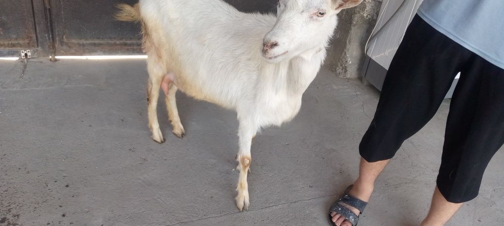 Echki bollari urg‘ochi