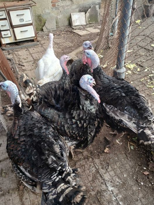 Домашни пуйки кръстоска