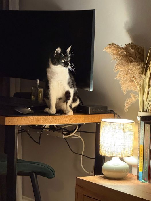 Adoptie pisicuta 4 luni sterilizata