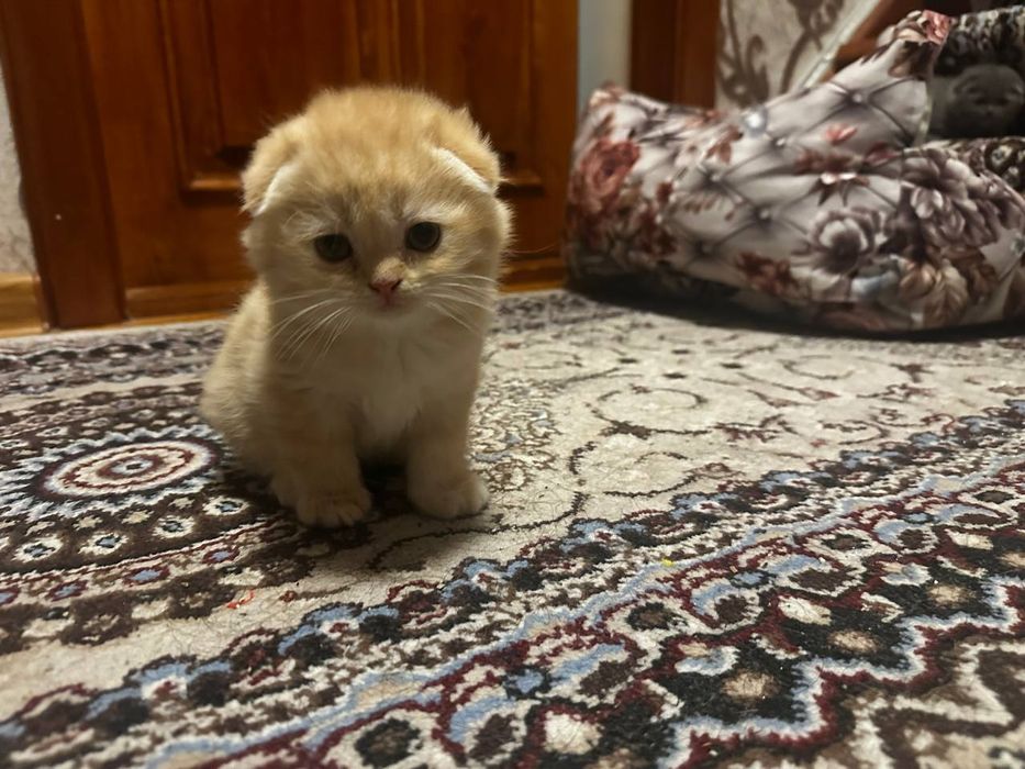 Tozza fold mushukchalar sotiladi