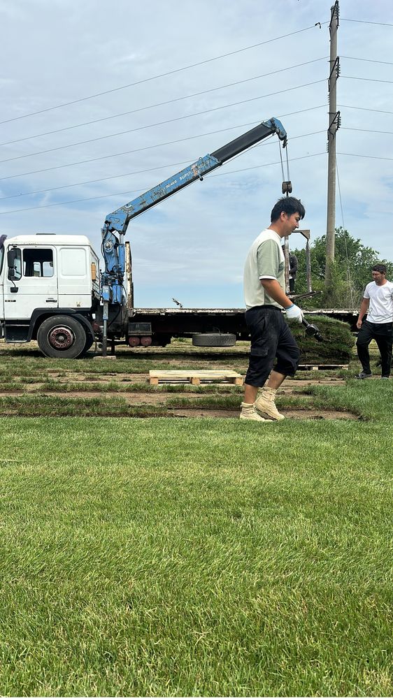 Посев Газон Готовый Газон Автополив Дерн Рулонный газон