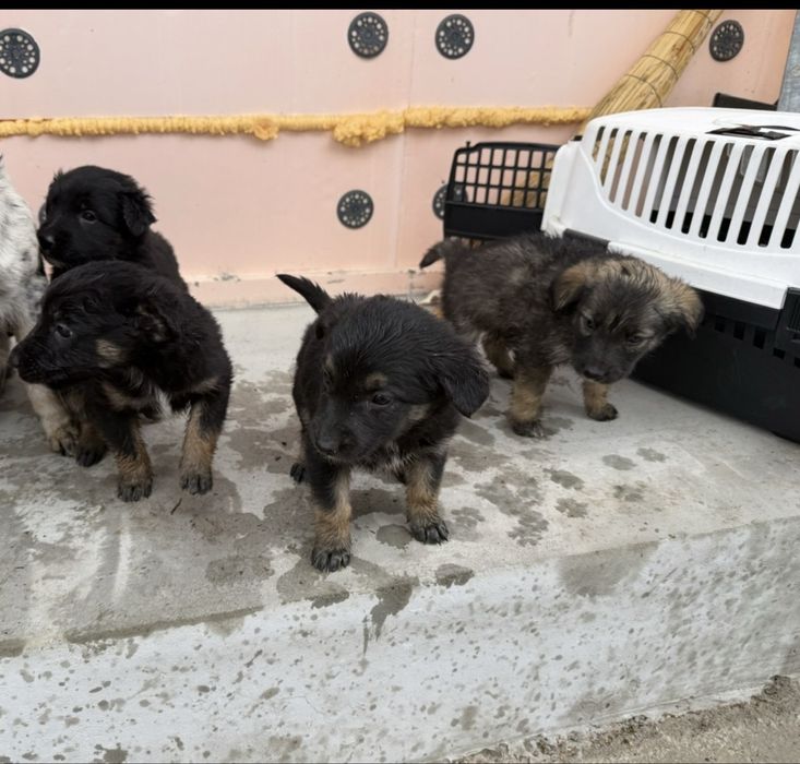 Отдам щенят даром овчарка