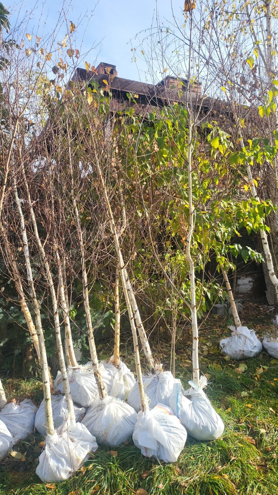 Platan copaci  ornamentali