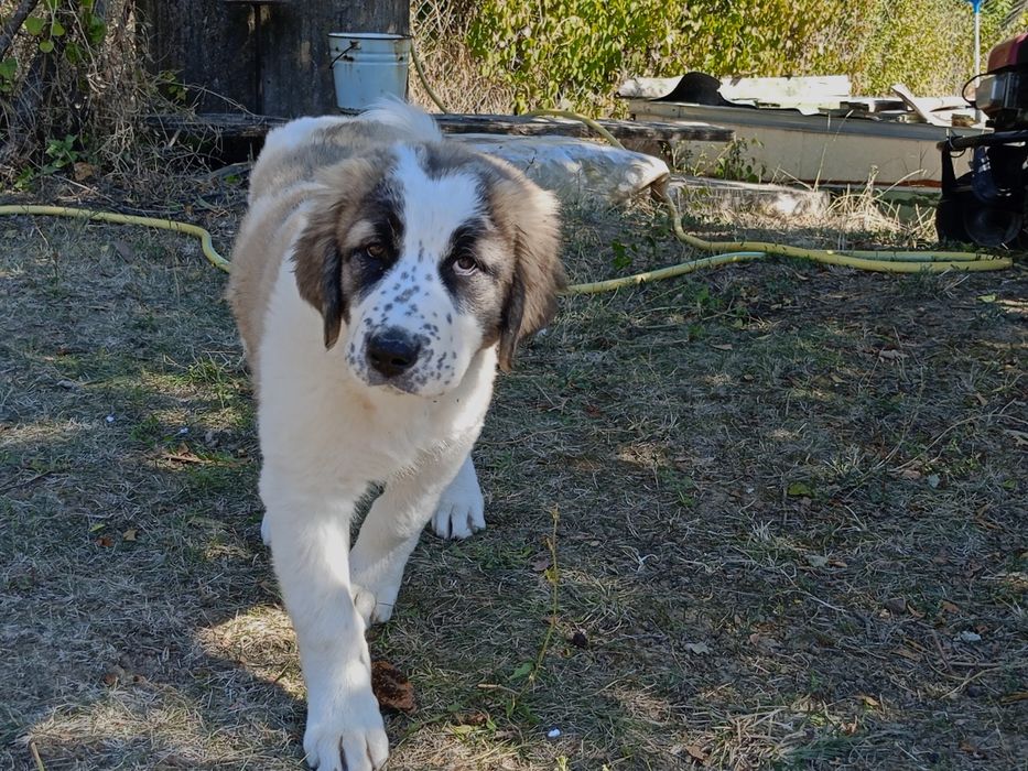 Женски алабайчета на три месеца