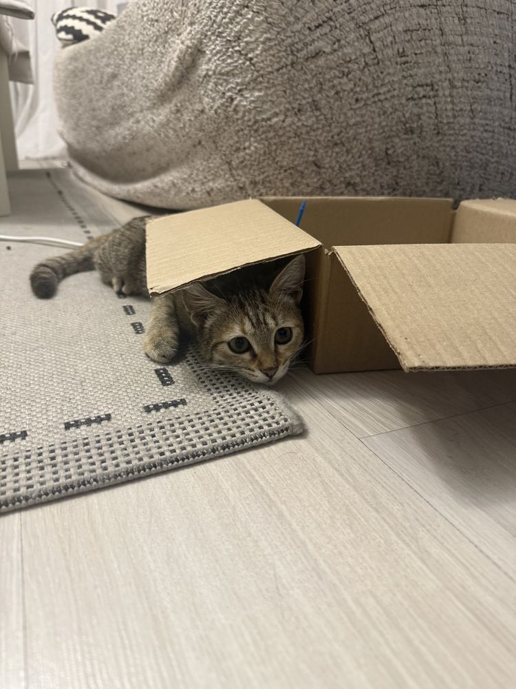 Котенок 3 месяцев
