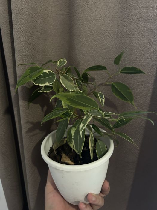 Продам Комнатные  цветы