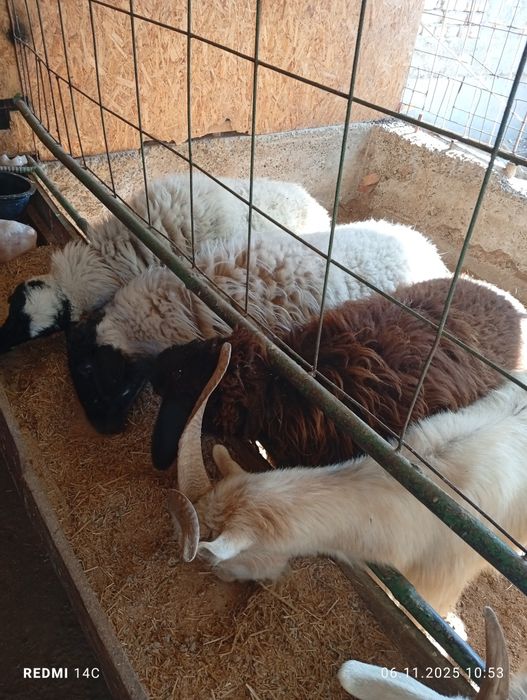 Бугоз экиззой куйлар тезда сотилади шошилинг йеб ичиши кайфияти ало!