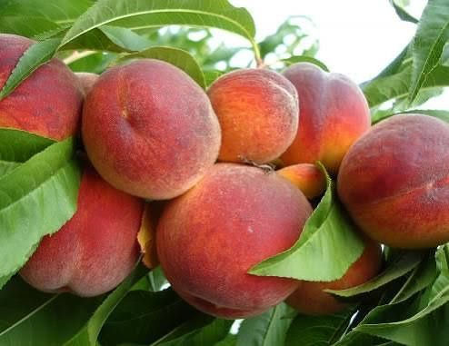 Pomi Fructiferi Stravechi Glia Stramoseasca ( Soiuri de Piersic )