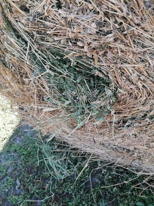 Baloti de lucernă și fan