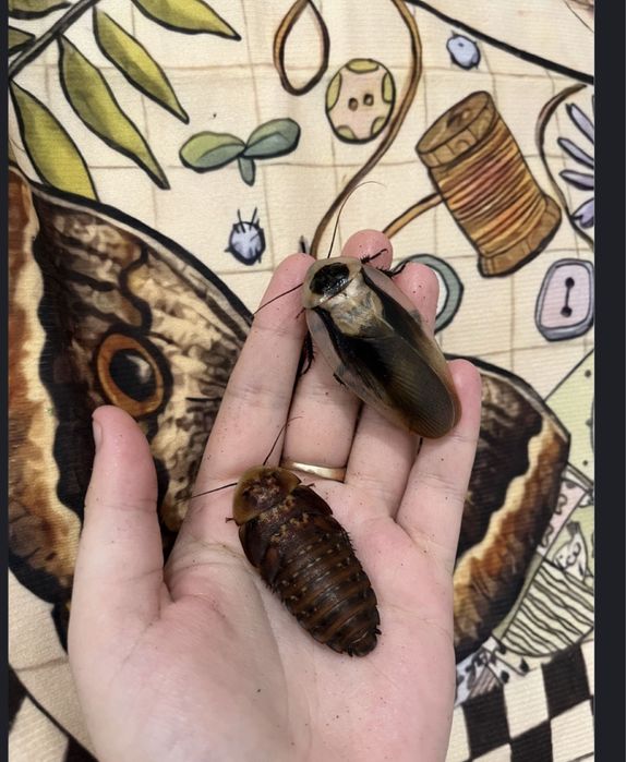 Шипящие мадагаскарские и блаберус тараканы