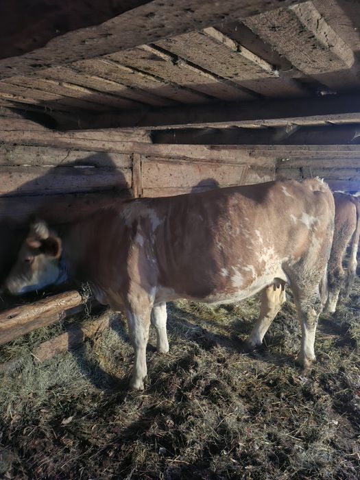 Vand juninca baltata romaneasca