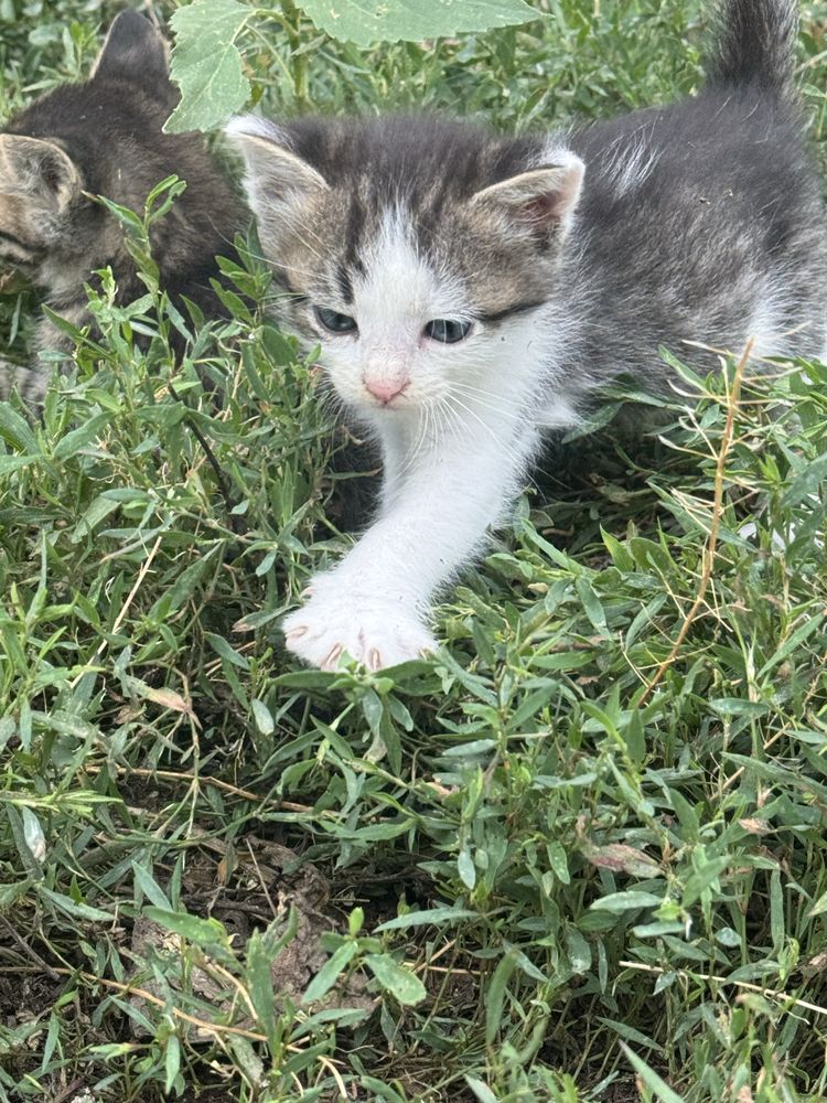 Отдам котят в добрые руки