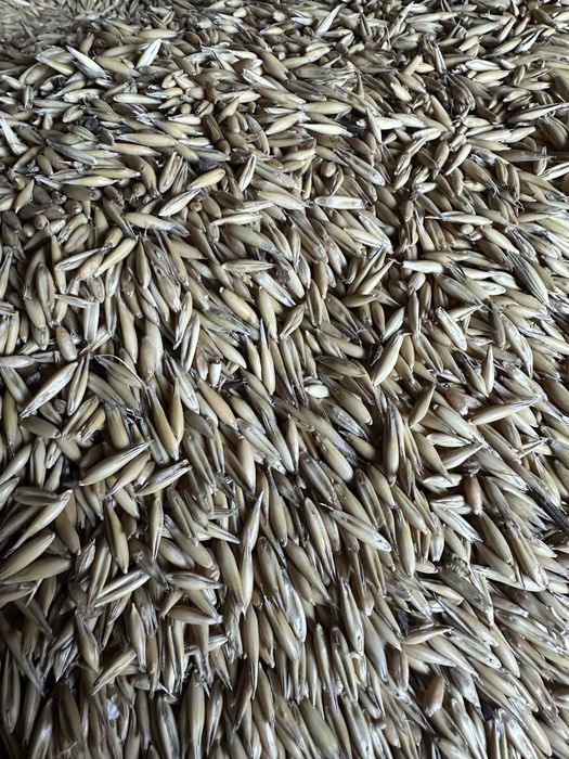 Продам ОВЕС чистый