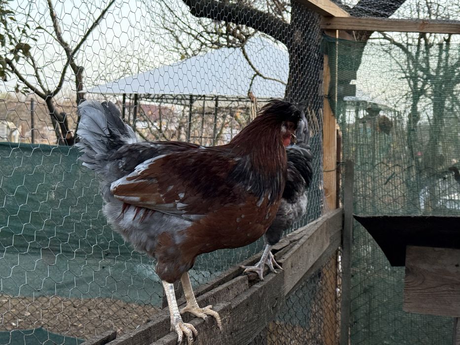 Cocosi motati de vanzare Arad