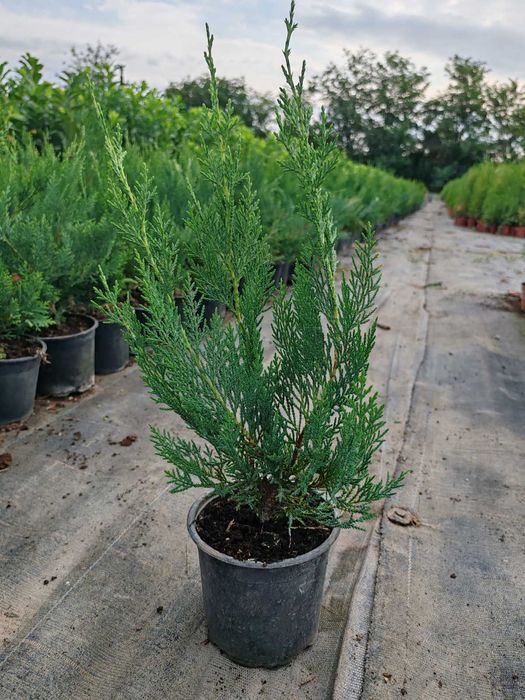 Кипарис Лейланди, (Cupressus leylandii)