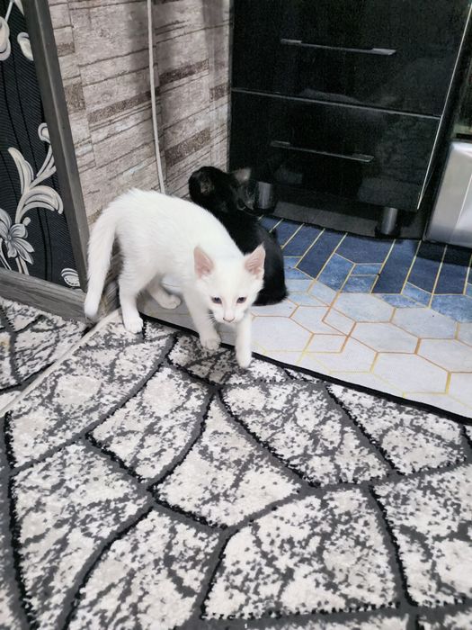 Отдам в хорошие руки котят.