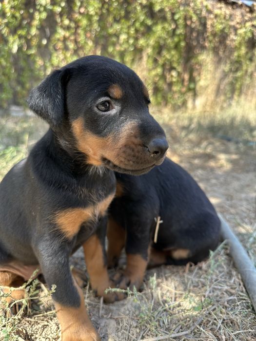 Продаются щенки добермана