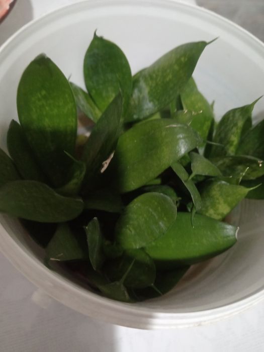 Продам цветок тещин язык