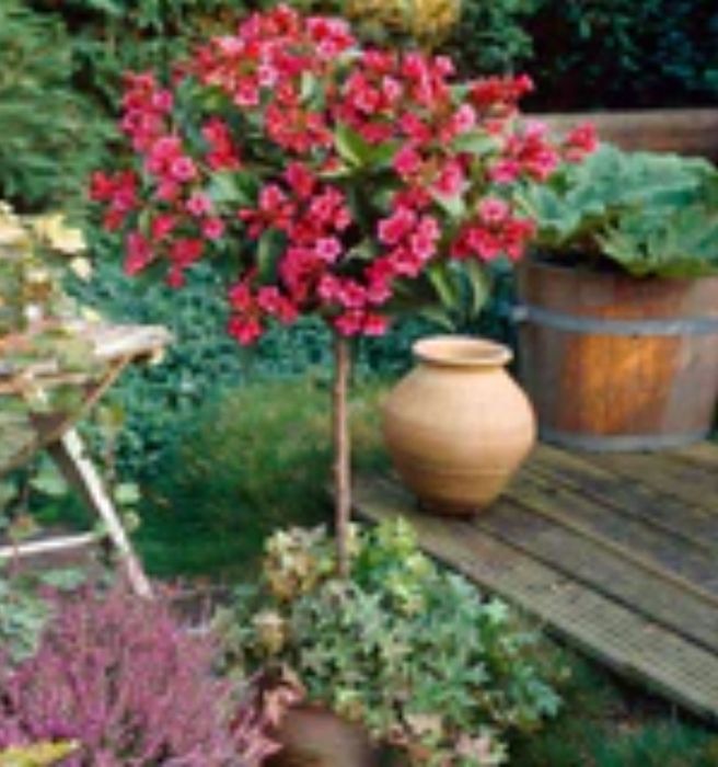 Weigela All Summer Monet"Copac