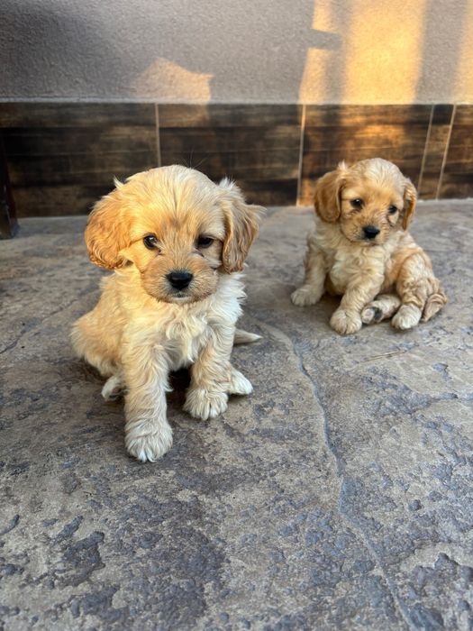 Кавапу///Cavapoo