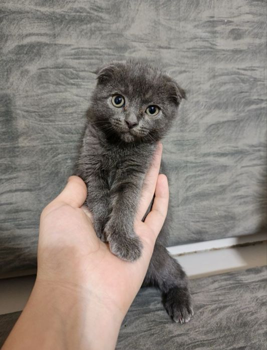 Scottish fold sotiladi