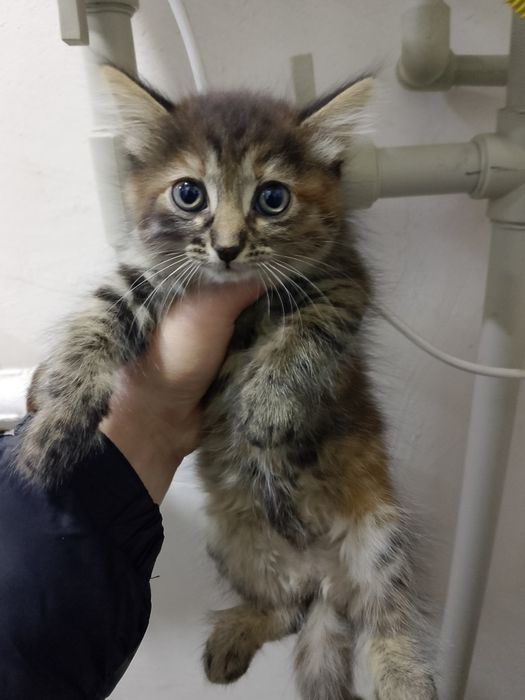 Бесплатно котята