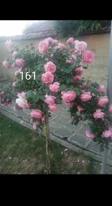 Рози дръвче различни конбинаци