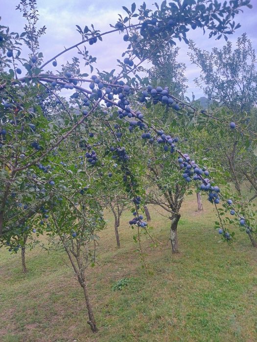 Vând prune grase de țuică!