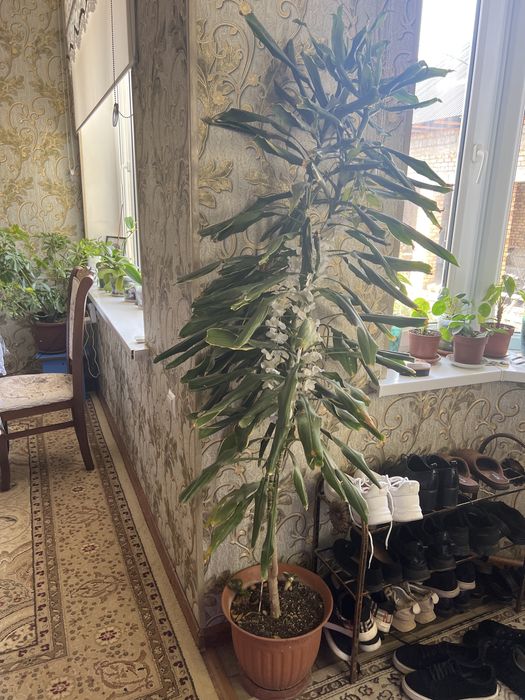 Продается цветы для офиса и дома квартир и т.д