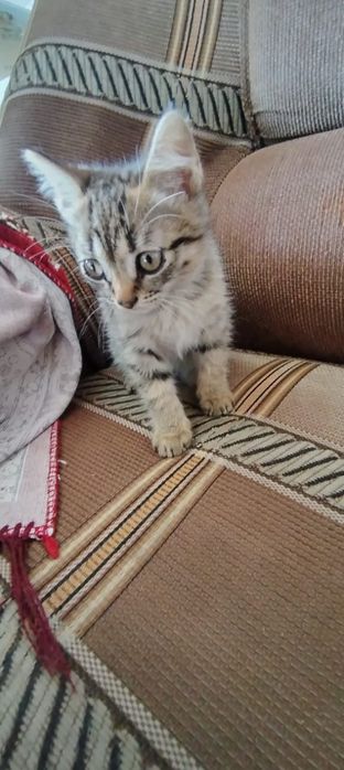 Продам котят 2 месяца