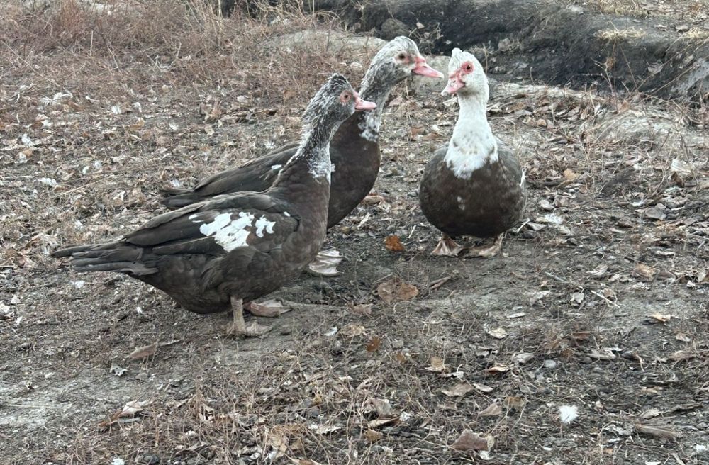 Продам шепунов самки или обмен