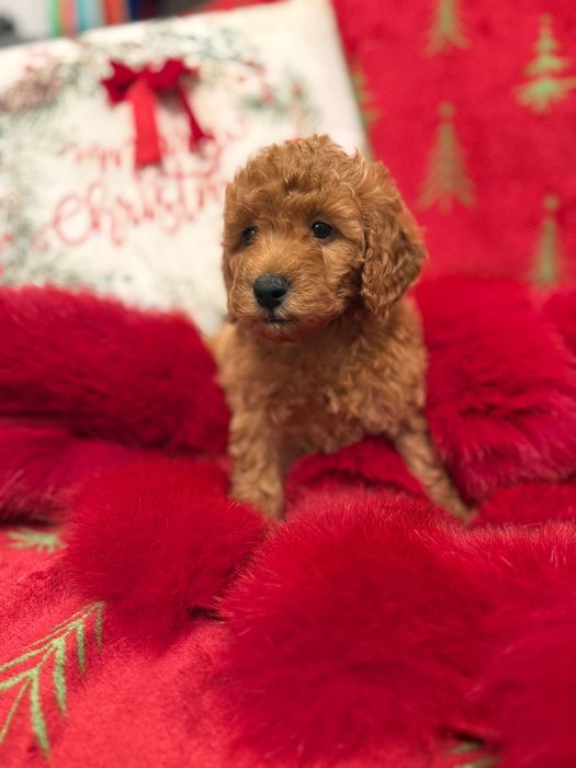 Poodle Toy Roșu Femelă