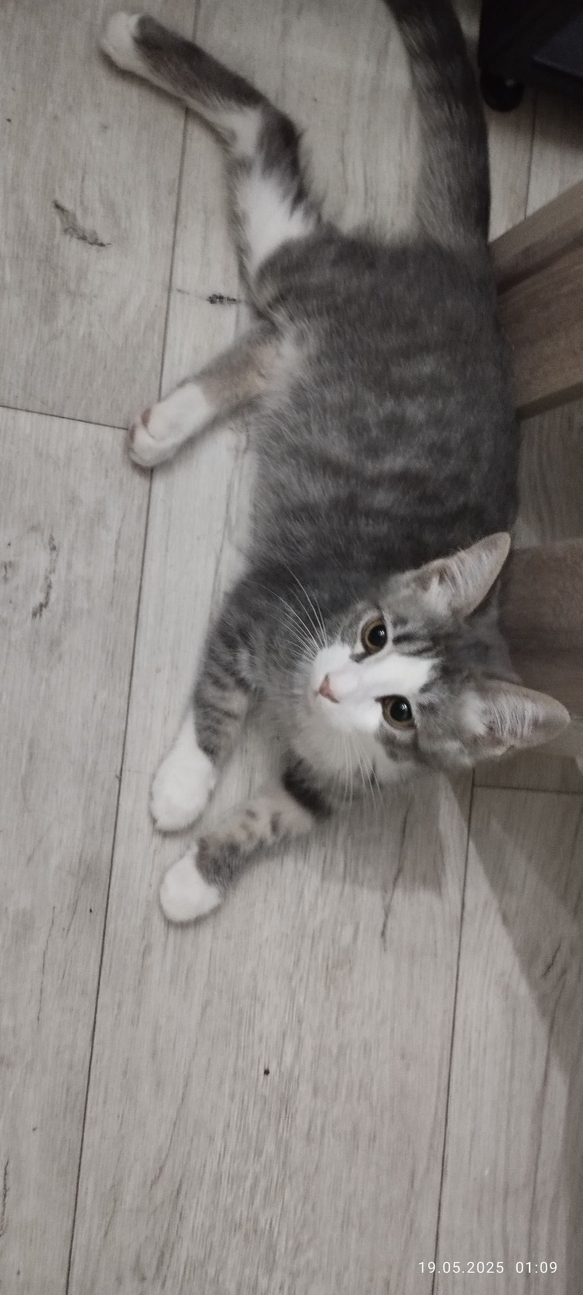 Отдаю котяток в добрые руки !