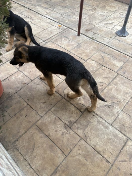 Немска увчарка куче