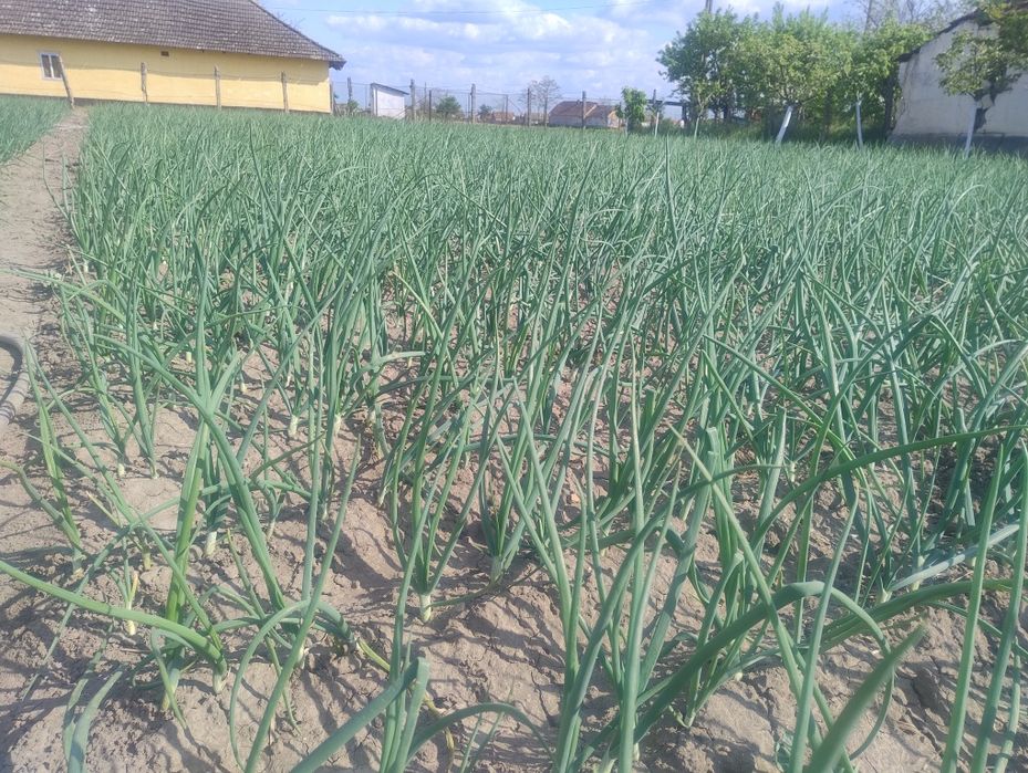 Vând ceapă verde 1,5 lei legătura