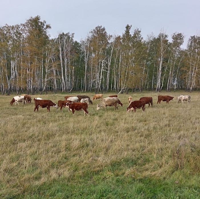 Продам крс всех оптом