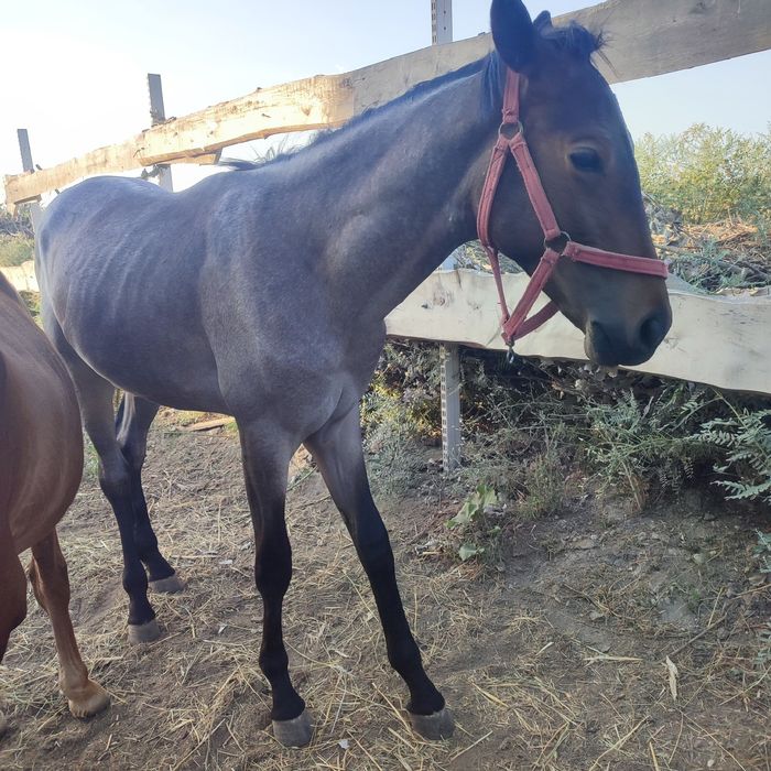 Продам тай 1.5 года